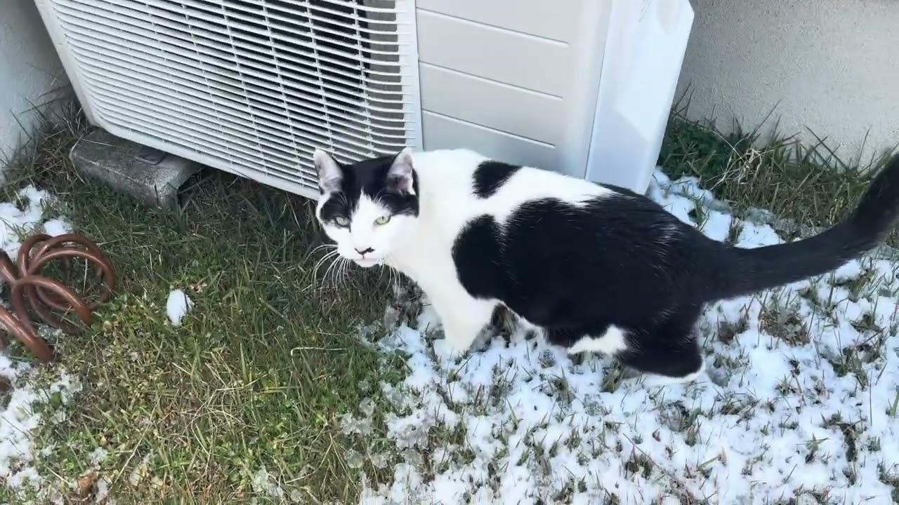 初さんぽ　雪が降りました☃️