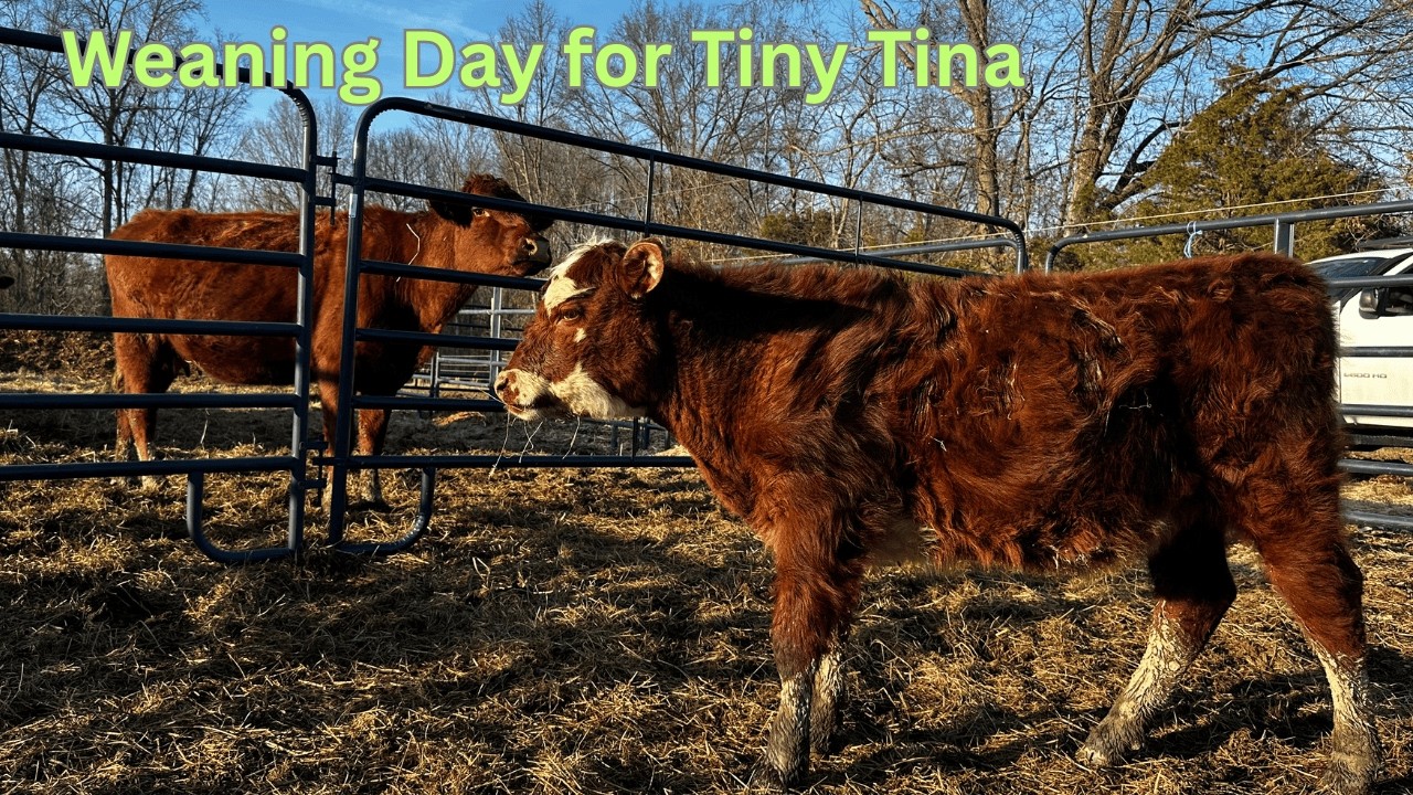 Weaning Day for our Newest Calf on the Farm
