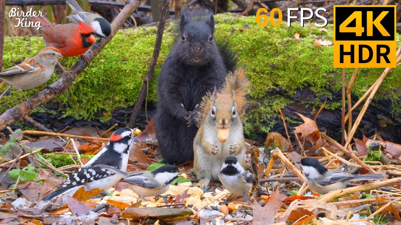 КОШКА ТВ 😺 Милые зимние птицы и белки 🐿 4K HDR 60FPS
