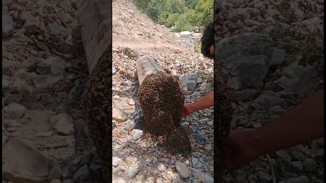 Hakkari Gezim