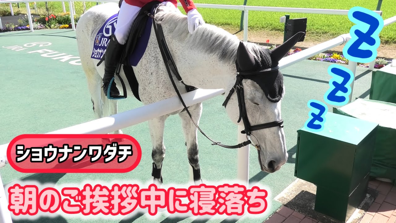 【誘導馬】朝のご挨拶中に時折脚をパタつかせながら寝落ちしちゃうショウナンワダチ