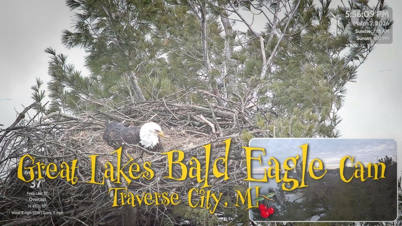 🥚 Harriet Lays Her FIRST Egg of the Season at 5PM! | Bald Eagle Nest Update