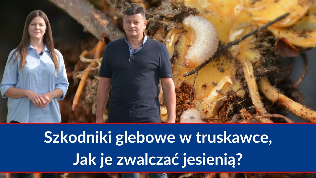 Jesienne zwalczanie szkodników glebowych w truskawce przy wykorzystaniu jedynego insektycydu