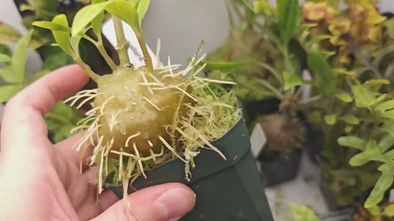 Ant Plants update, Hydnophytum/Myrmephytum/Myrmecodia/Lecanopteris/Squamellaria/Anthorrhiza