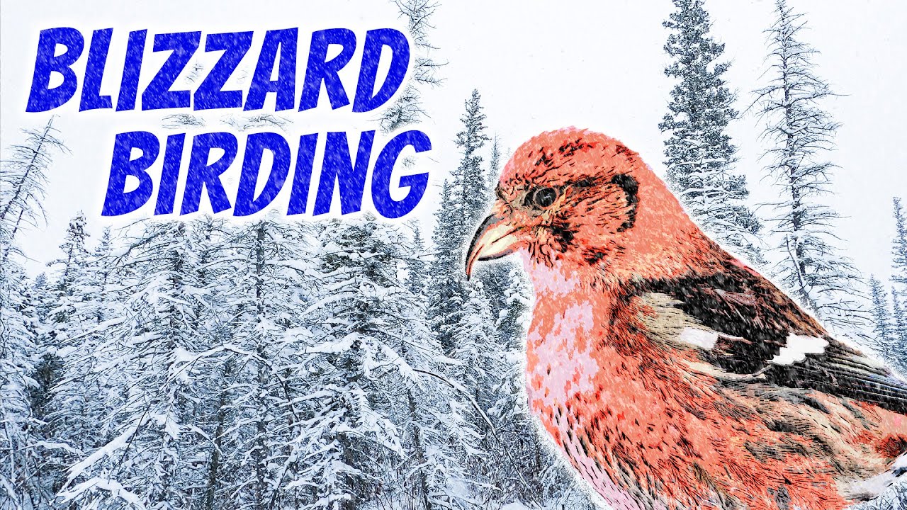 Winter Birds in Calgary's Griffith Woods