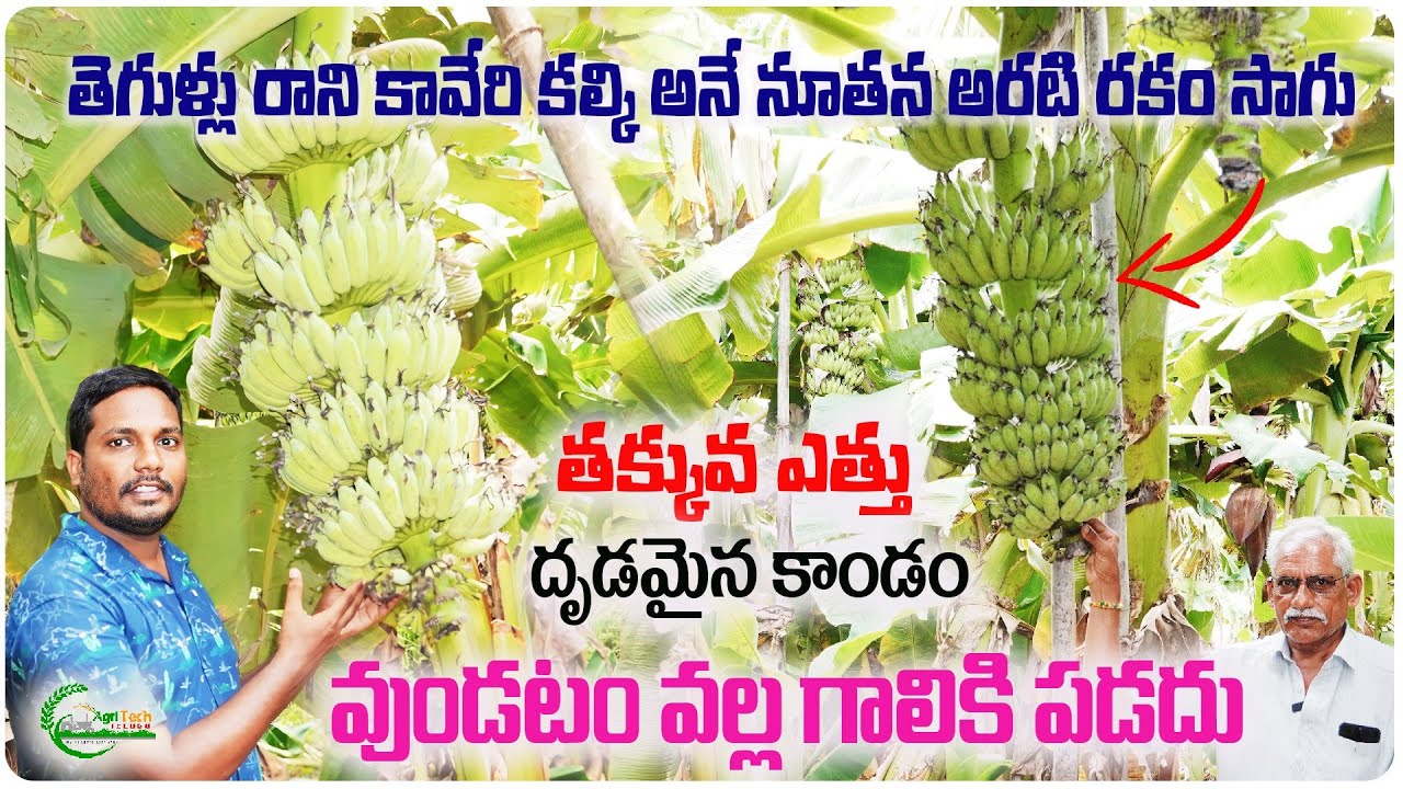 తెగుళ్లు రాని గాలికి పడని కావేరి కల్కి అరటి | Newly Released Short Banana | AgriTech Telugu