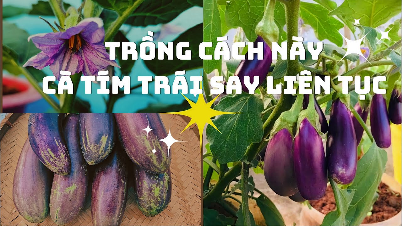 Trồng cách này cà tím cho trái sai liên tục | grow eggplant with many fruits