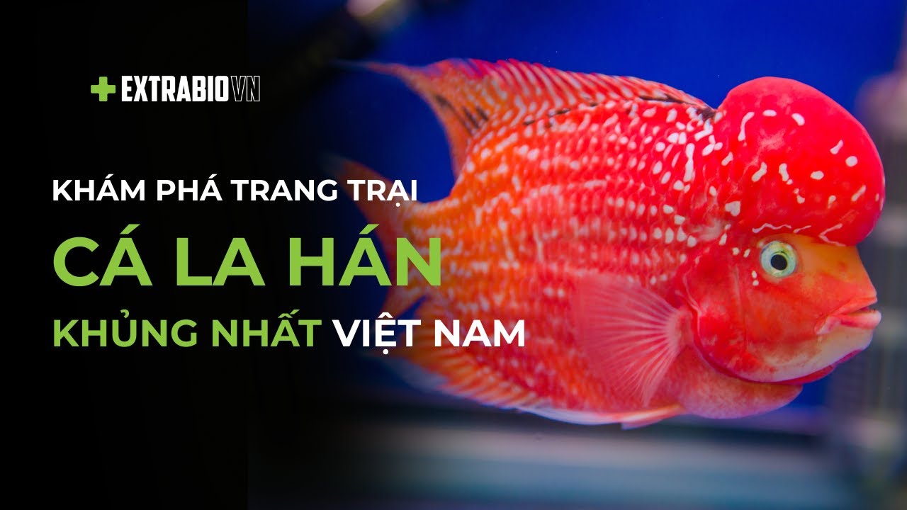 CÁ CHUYỆN | KHÁM PHÁ TRANG TRẠI CÁ LA HÁN KHỦNG NHẤT VIỆT NAM