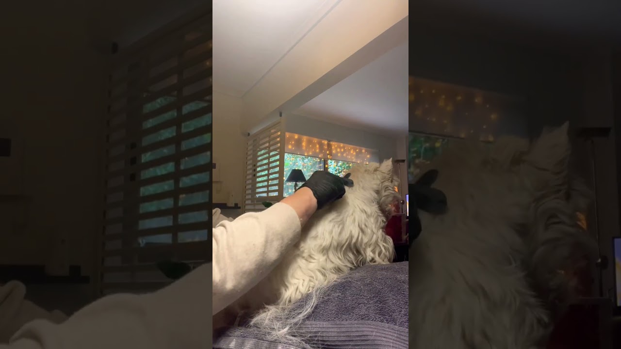 Trymowanie psa rasy West Highland White Terrier
