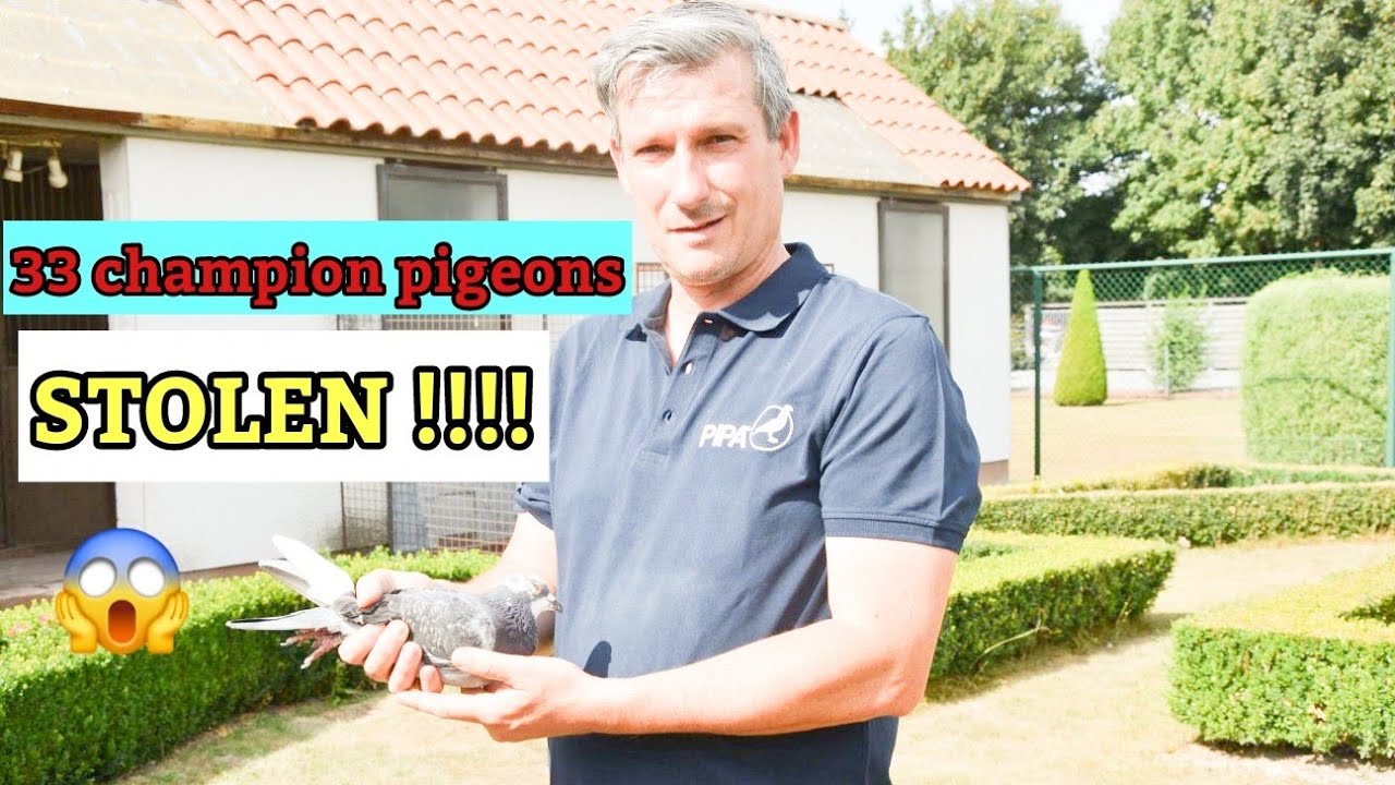 Shocking Pigeon Theft: 33 Prize Birds Stolen, Including Barcelona 2020 Winner!