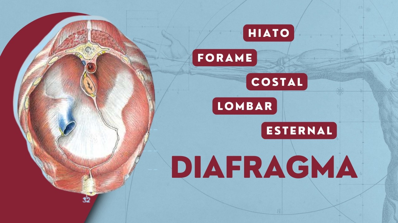 Anatomia do Diafragma | Anatomia Veterinária | Hiato Aórtico | Hiato Esofágico | Forame da Veia Cava