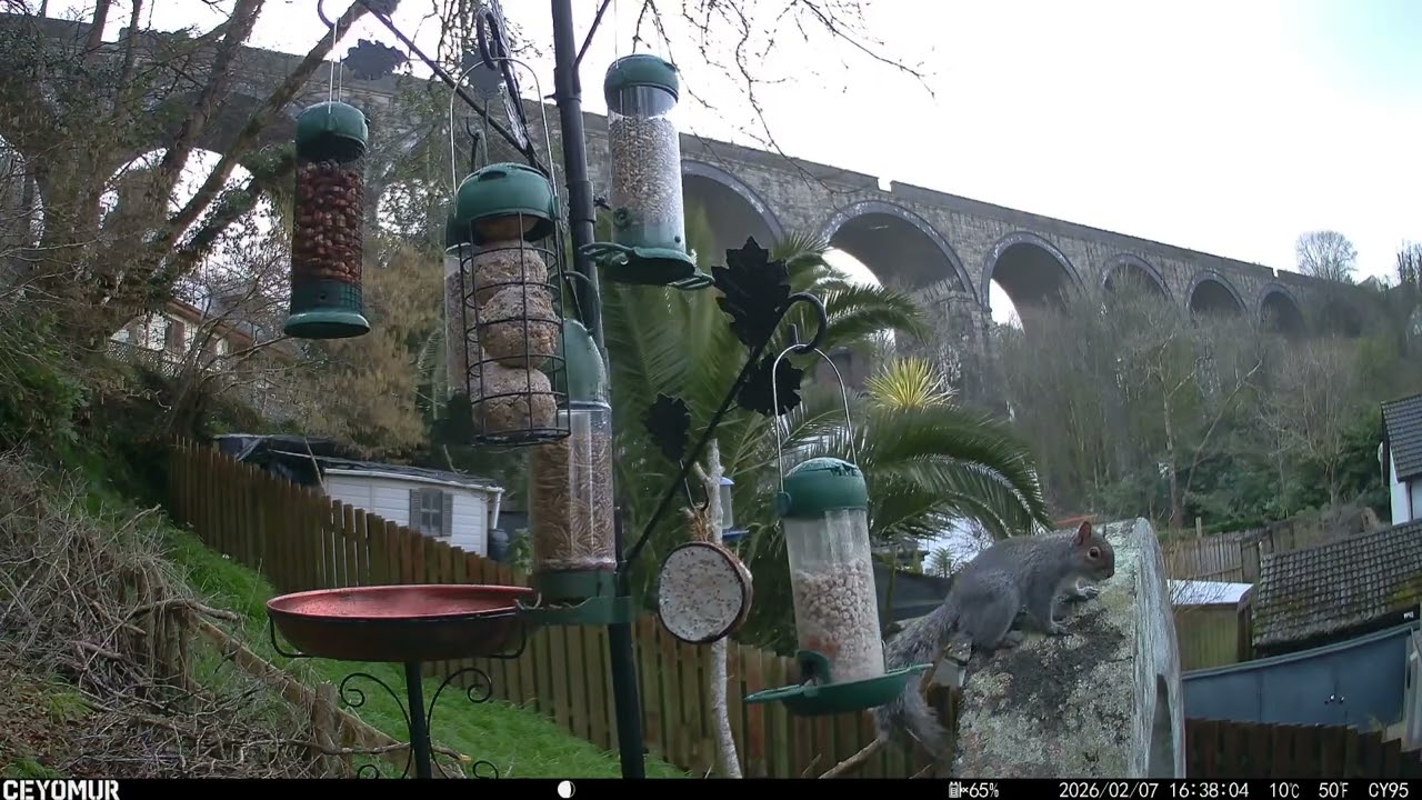 🎵 “The Cornish Bandit” 🎵 (Sea Shanty Lite / Folk-Pop) 
