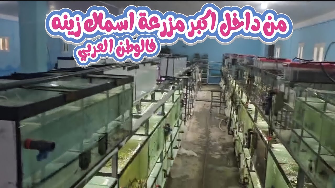 المزرعه العملاقة|عملها اسلام يس|اكبر مزرعة اسماك زينه فالوطن العربي