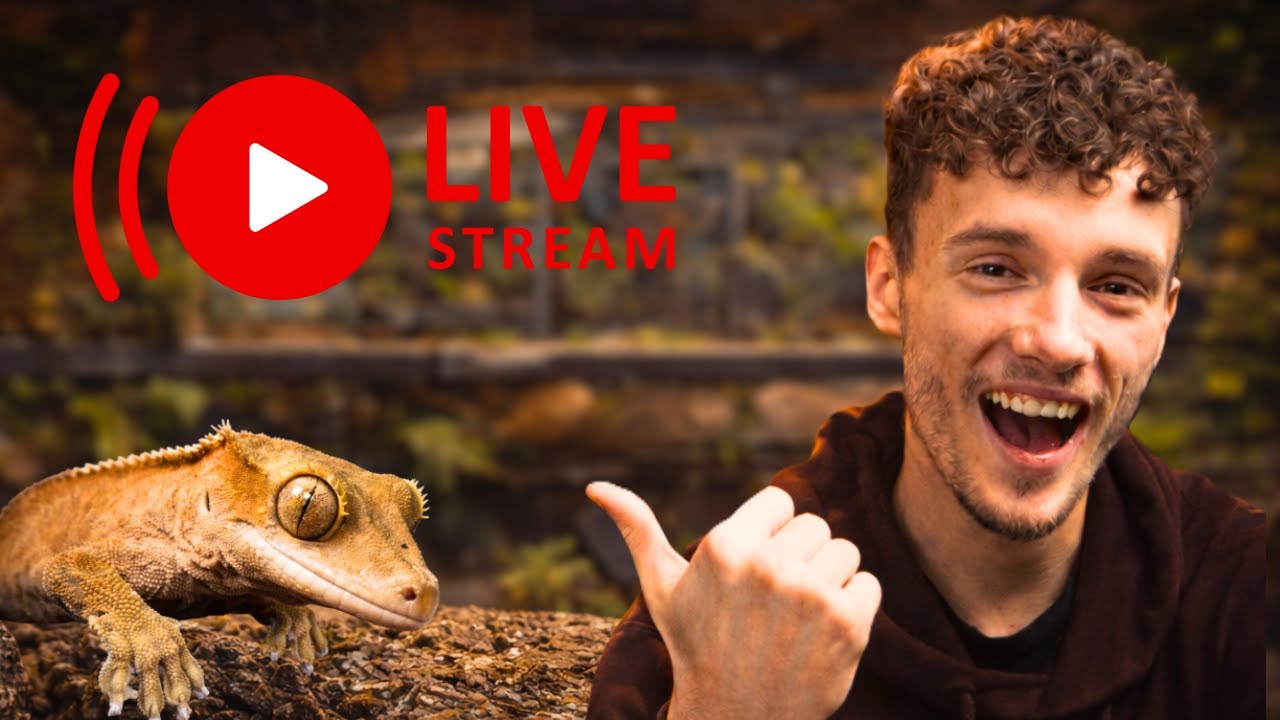 Další Středa, další Livestream