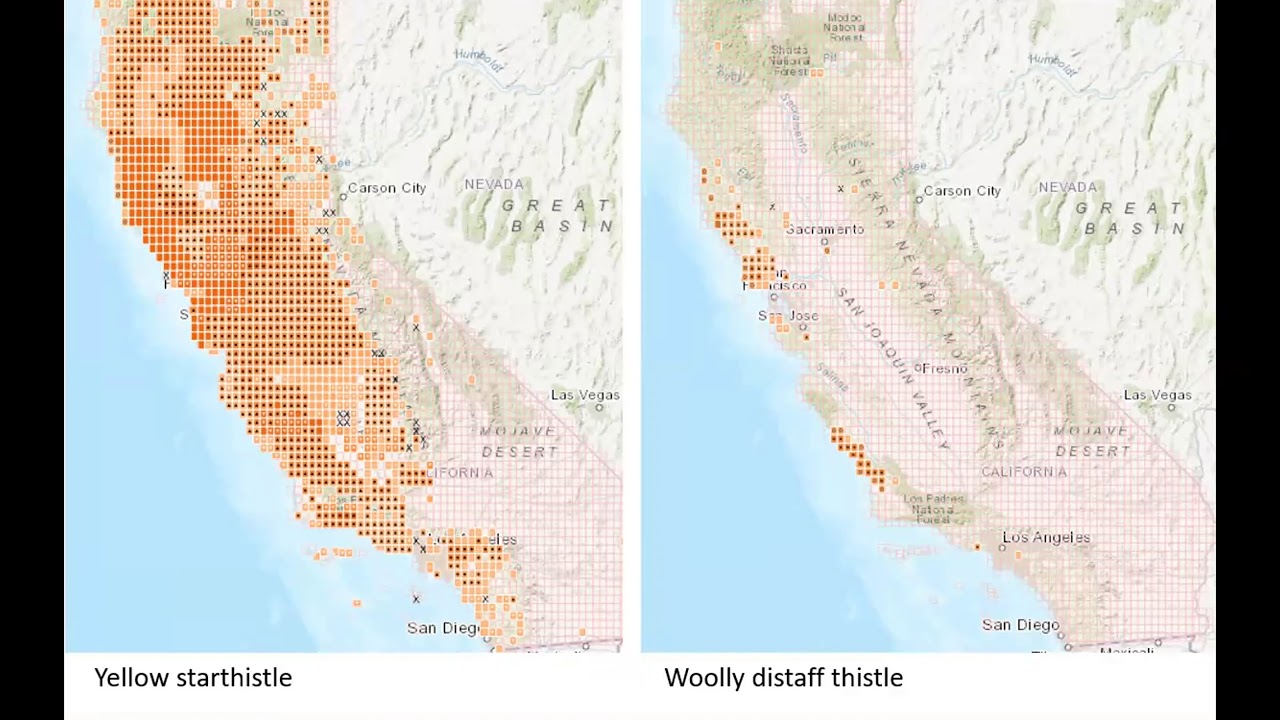 Getting down into the weeds: How mapping invasive plants informs landscape-level prioritization