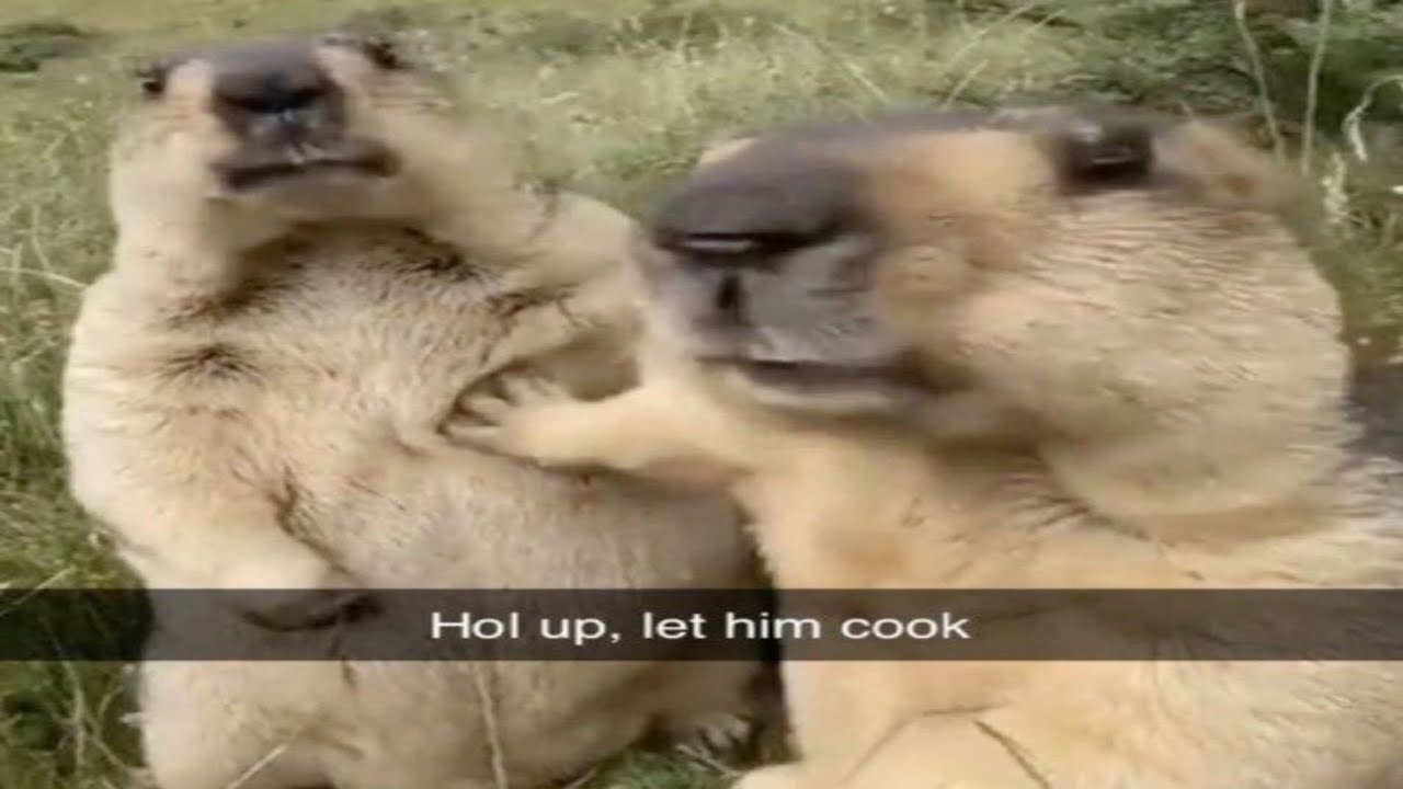 Let him cook