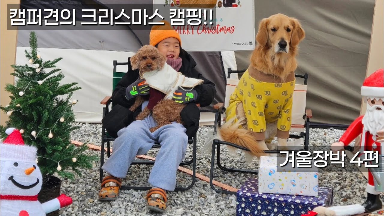 장박4편 크리스마스를 즐기는 리트리버와 푸들의 이야기