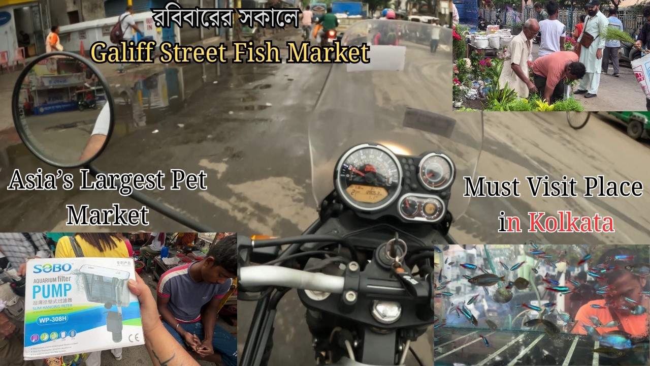 কলকাতার বিখ্যাত পেট মার্কেট Galiff Street | Asia's Oldest Pet Market Tour | Hidden Gem | Bangla Vlog