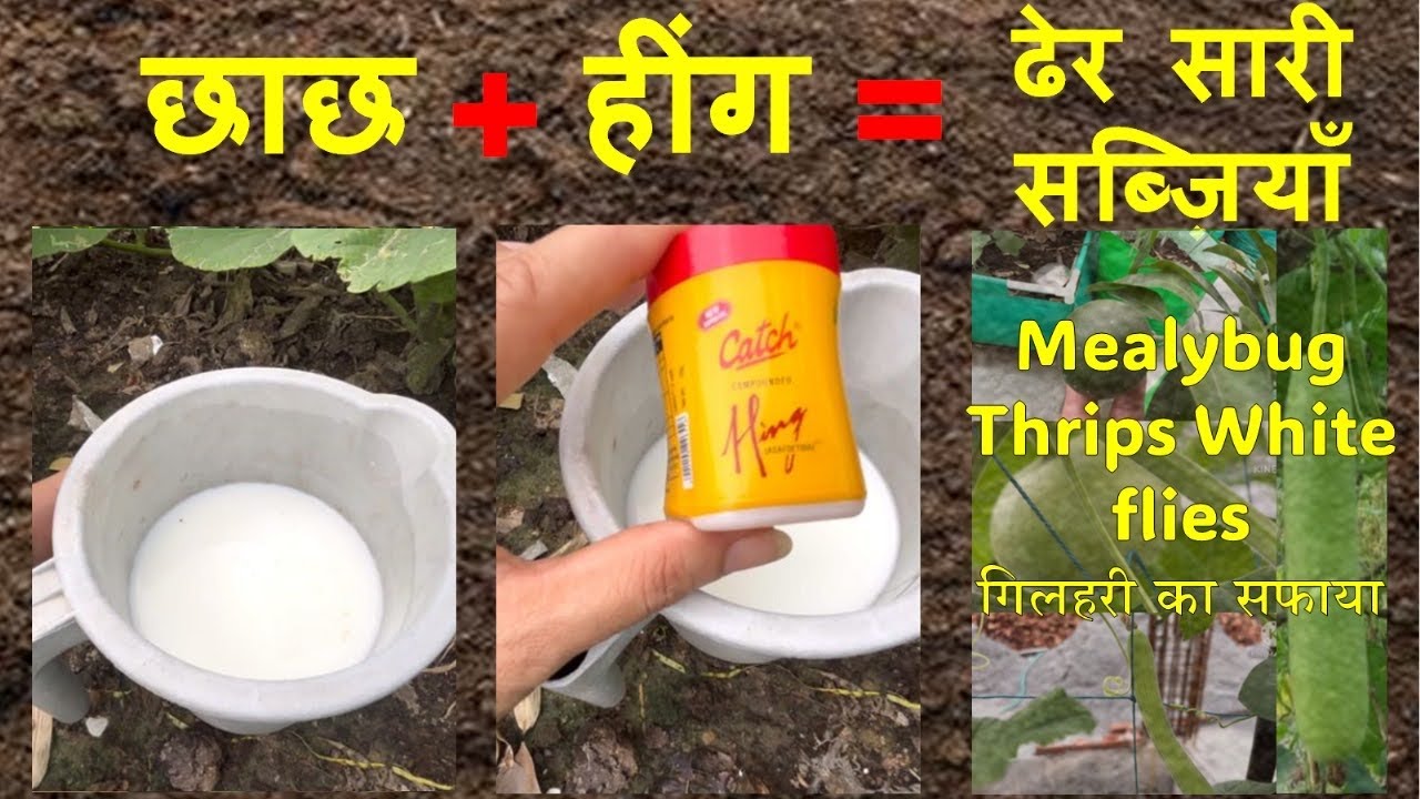 छाछ और हींग का जादू ।भर-भर के सब्ज़ियाँ।Mealybug, Thrips, Aphids 🐿️ gilhari भाग जाएगे।#fertilizer