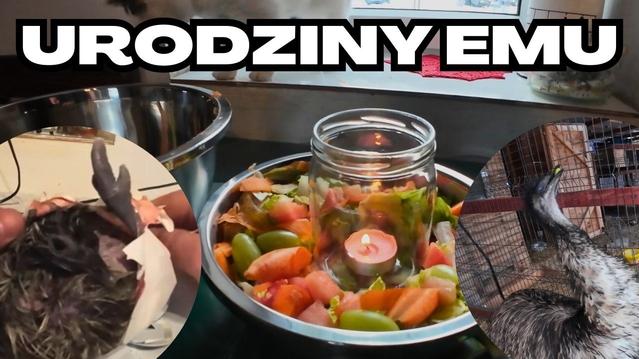 Urodziny EMU