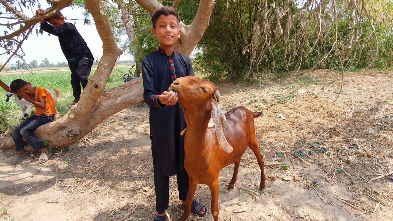 Hamara Qurbani Ka Janwar 🐐🐐