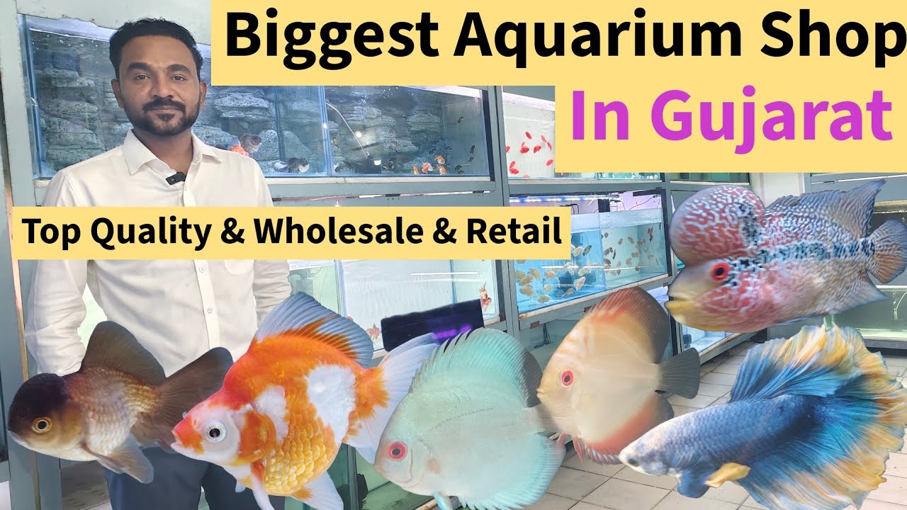  Aquarium Shop in Ahmedabad Gujarat | Vipul Aquarium Ahmedabad | Aquarium Fish Market in India