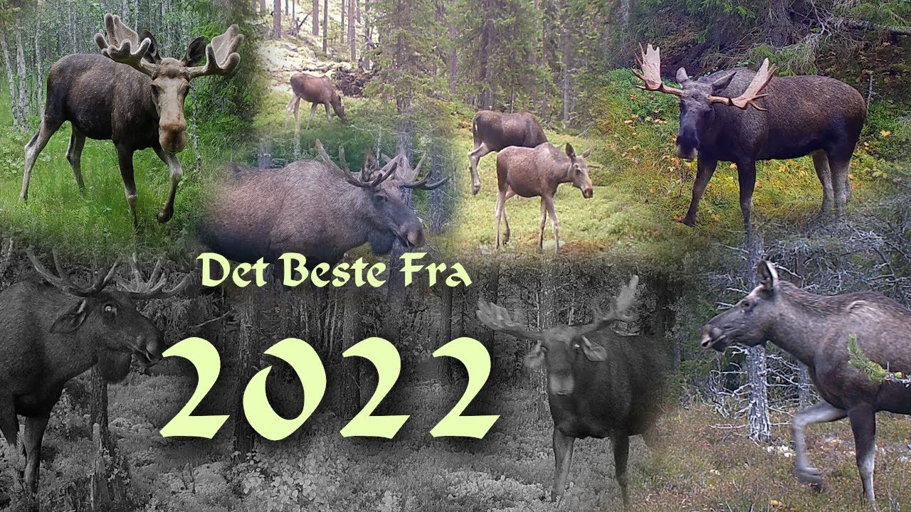 Viltkamera | Det Beste Fra 2022 Sesongen