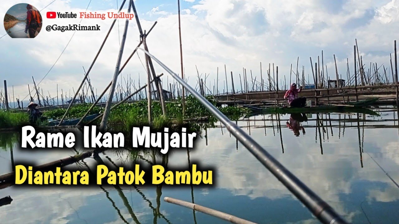 Cuaca Extreme‼️Ikan Mulai Kacau/Mancing Rawa Pening Terbaru.#FU-355
