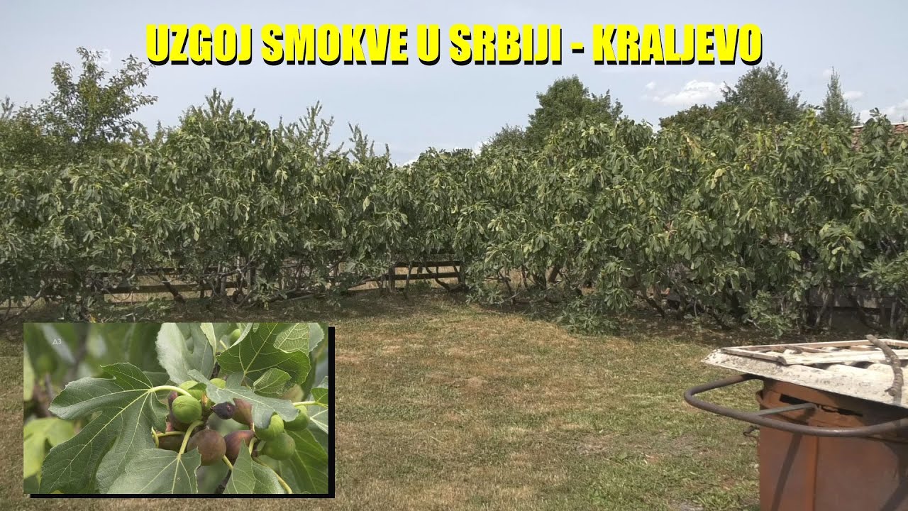 PLANTAŽA MEDITERANSKOG VOĆA u Srbiji  - ovako izgleda uzgoj SMOKVE   raste kao korov !