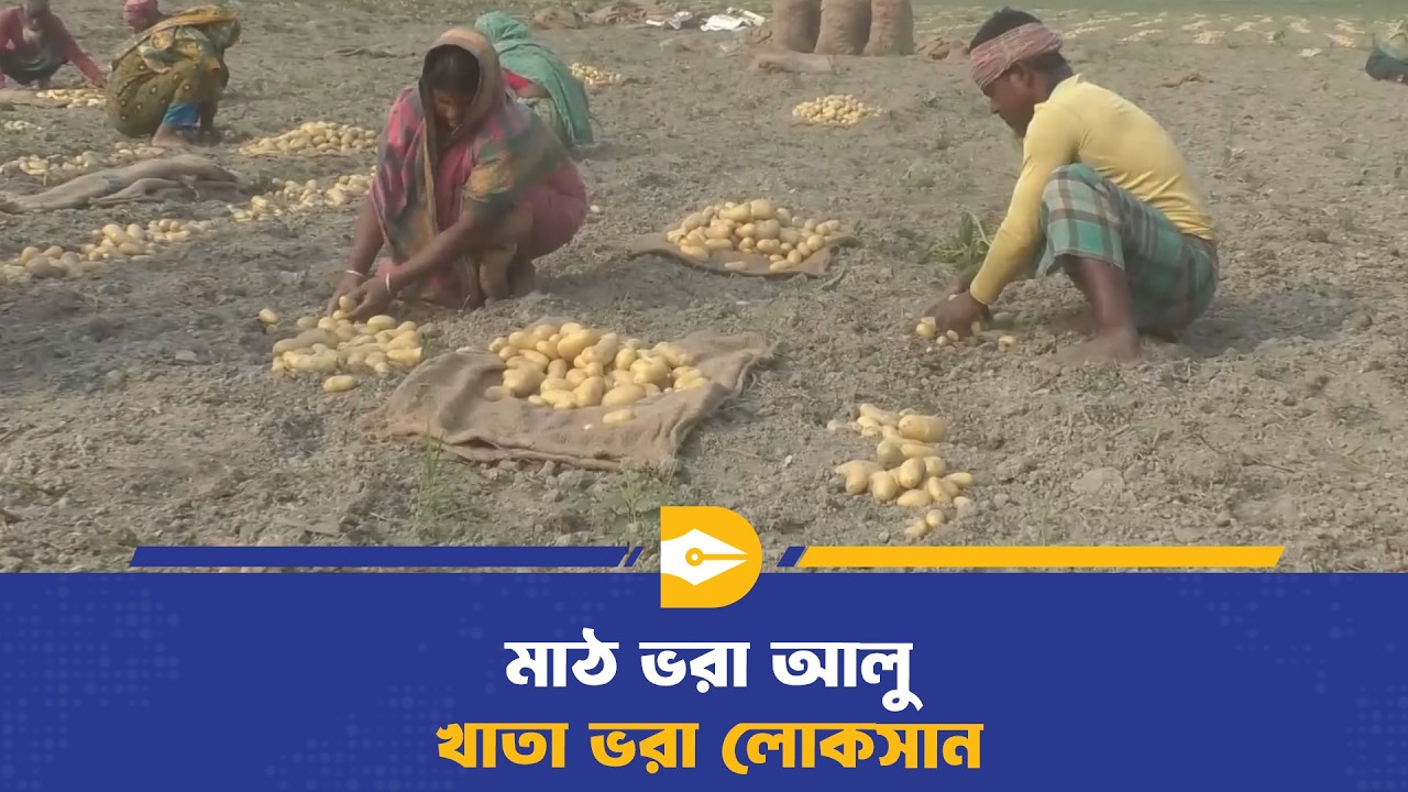 উৎপাদন অনেক, লাভ কম: আলু চাষীদের দুশ্চিন্তা | Potato Farming