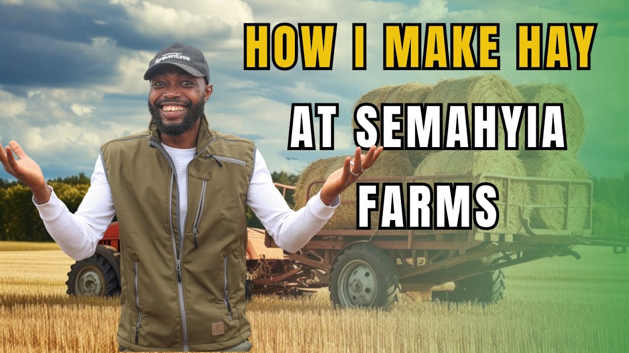 The SHOCKING Truth About HAY PRODUCTION at Semanhyia Farms| Farming In Africa