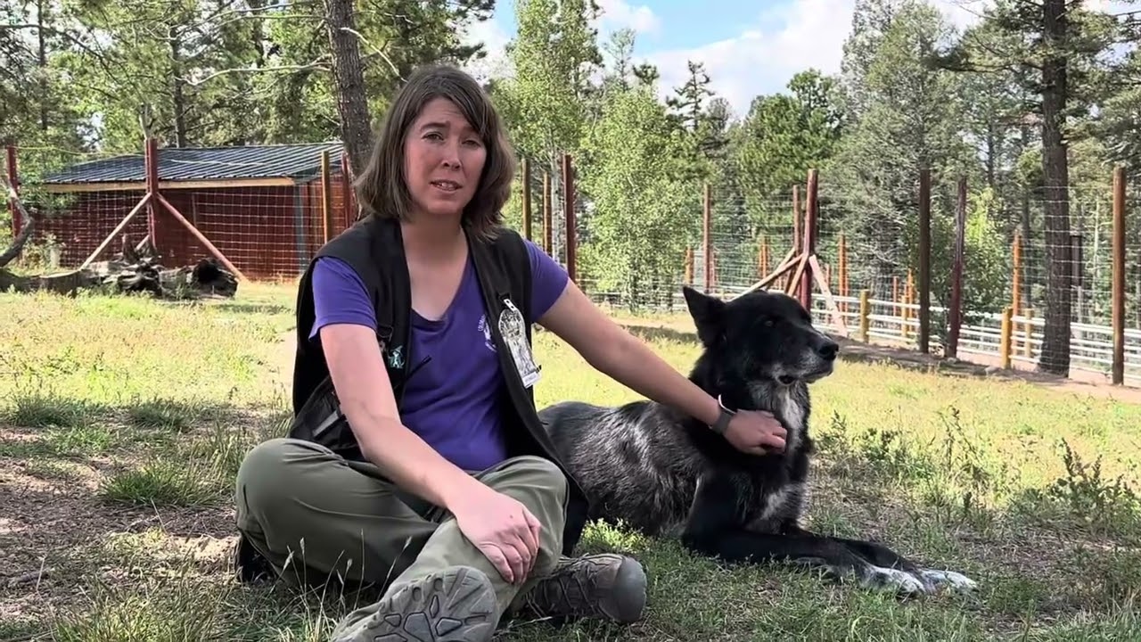 Wolf Talk 10.09.25 - Знакомьтесь, Кэтнисс!