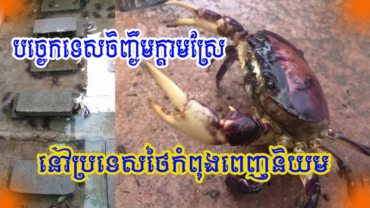 បច្ចេកទេសចិញ្ចឹមក្តាមស្រែនៅប្រទេសថៃ កំពុងពេញនិយមខ្លាំង