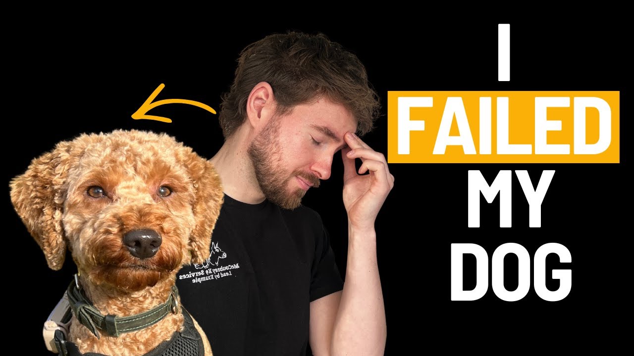 My Reactive Cockapoo Nightmare And The 4 Pillars That Fixed It