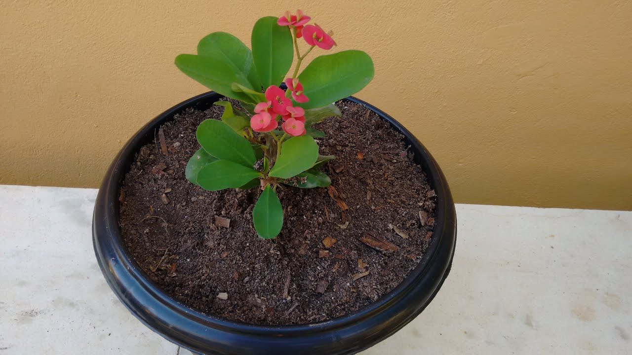 Coroa de Cristo: como plantar e cuidar.