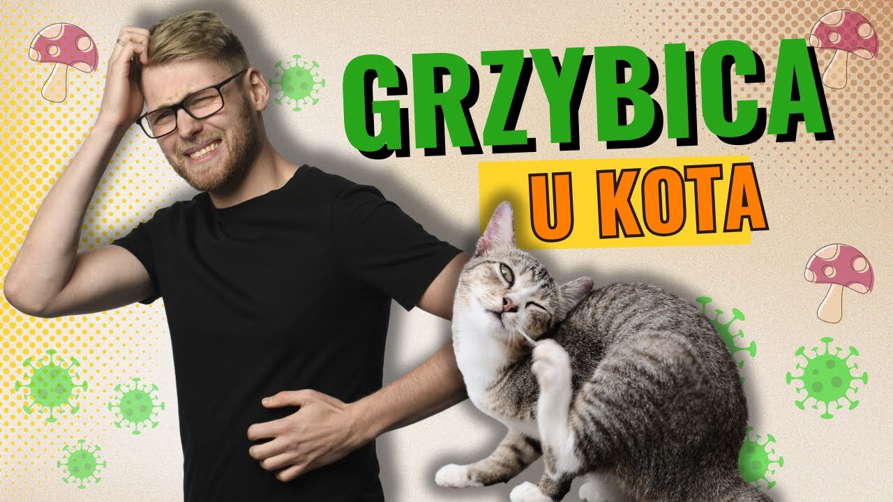 Grzybica u kota – Jak rozpoznać, leczyć i zapobiegać? 🦠