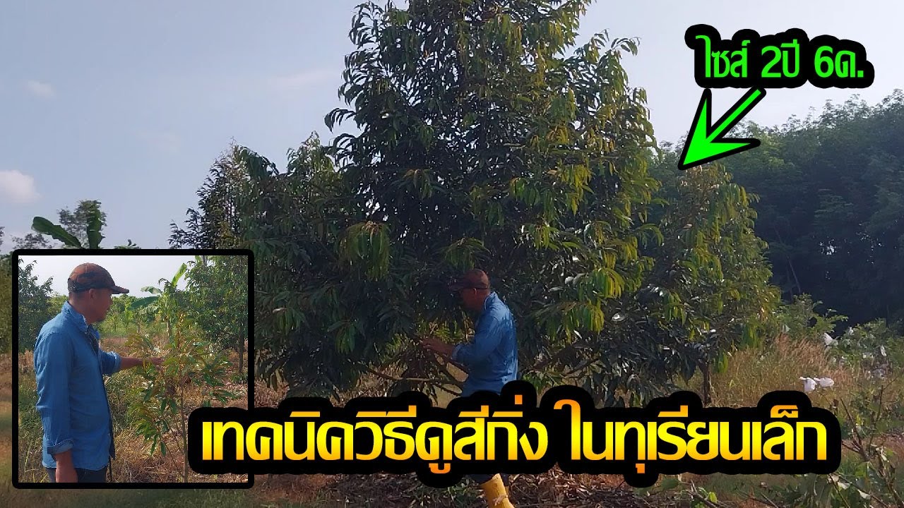 แต่งกิ่งทุเรียนเล็ก  โดยวิธีดูสีกิ่ง