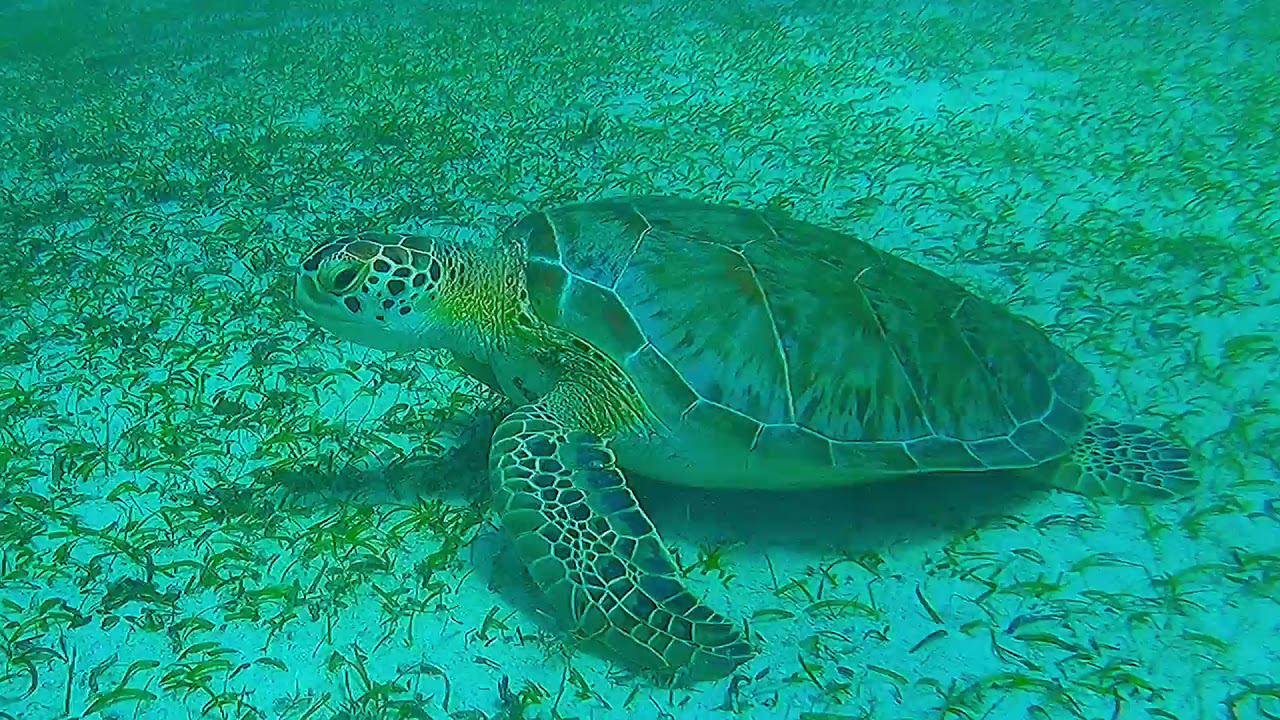 Snorkeling Sapphire Beach June 2021