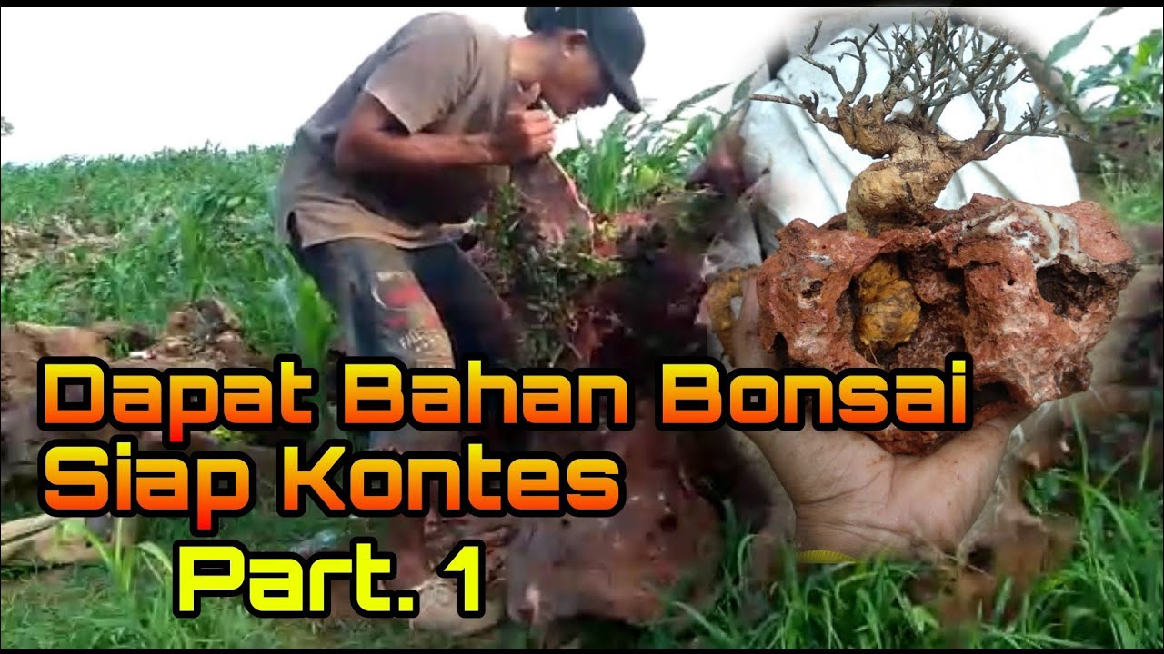 Dapat Bonsai langsung Siap Kontes Part.1