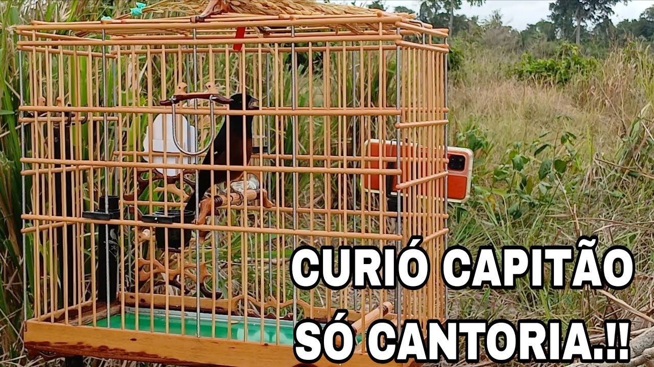 CURIÓ CAPITÃO SÓ NA MELODIA - VANOS AGUARDAR AS CHUVAS CAIR - OS PARDOS JÁ ESTÃO APARECENDO.