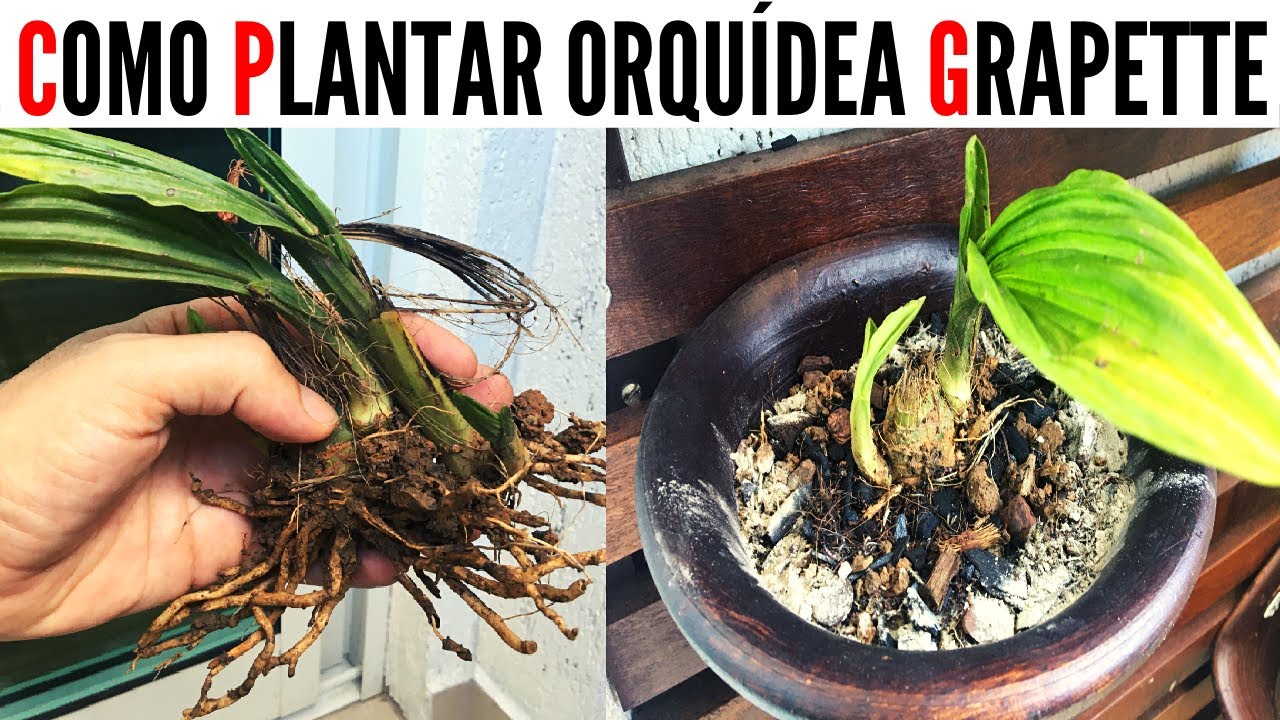 Como plantar orquídea Grapette  [cultivo de spathoglottis]