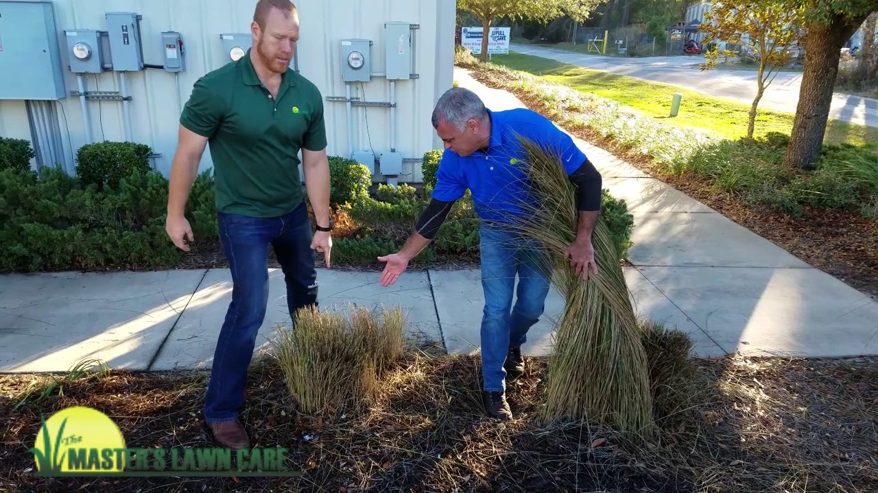 What can be done with Muhly and Pampas Grasses to keep them appealing?