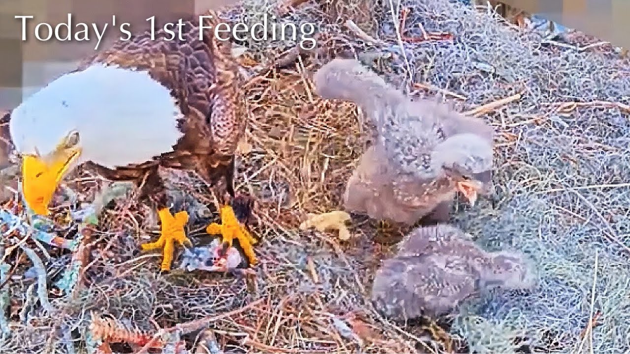 #165🦅🐥26°🐥21°／Winter Park Eagle Nest 2026／Against All Odds:One-Eyed Mom／by Winter Park Eagle Cam