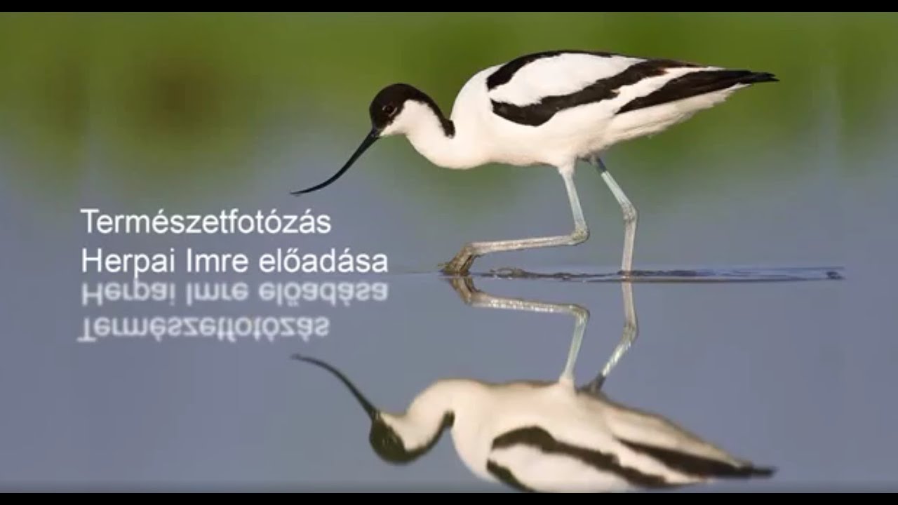 Természetfotózás – Herpai Imre előadása