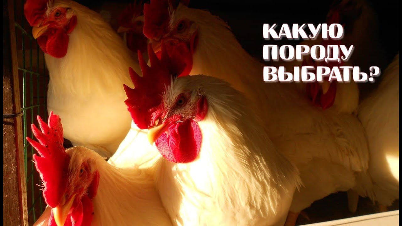 КАКУЮ ПОРОДУ КУР ВЫБРАТЬ НАЧИНАЮЩЕМУ?