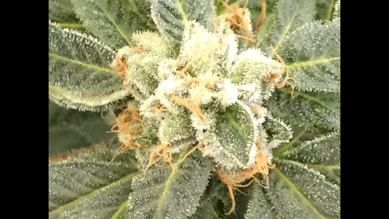 My Friends Grow Coco Coir Day 54 Flower