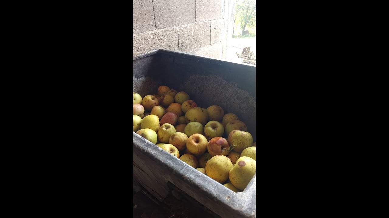 Mlevenje jabuke za rakiju RASADNIK MILOJEVIĆ