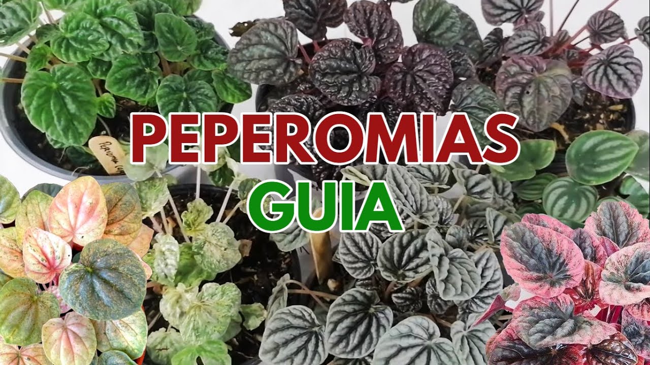 peperomia cuidados variedades cultivo  CHUYITO JARDINERO
