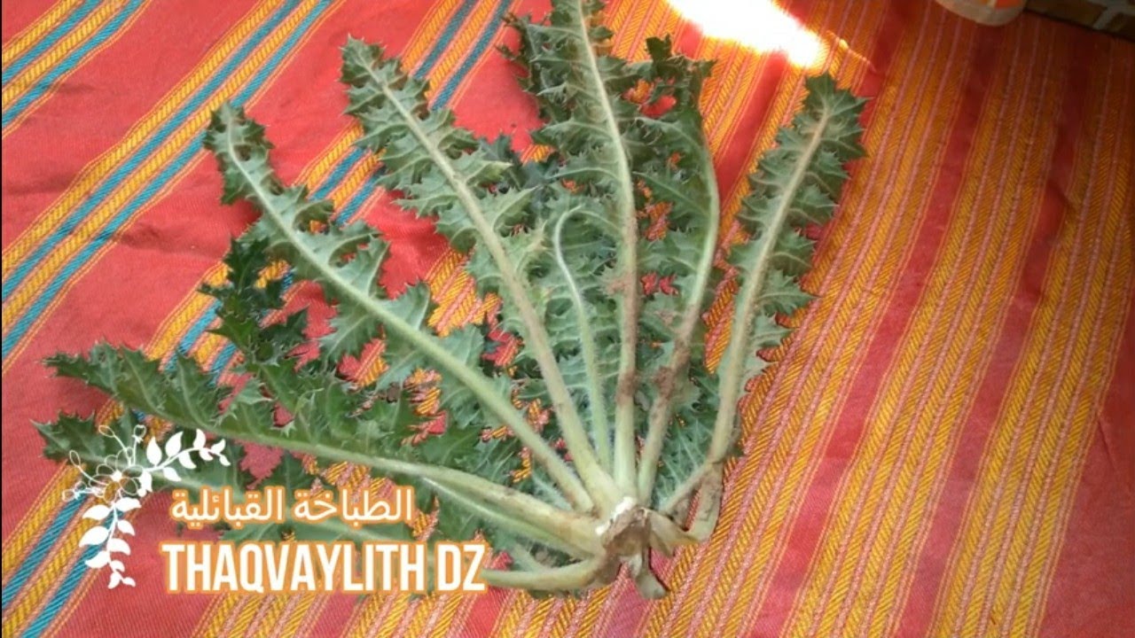 tameqfult n taghdiweth 🌿🌿🌿🌿اطباق تقليدية قبائلية 🌿مسفوف القرنينة