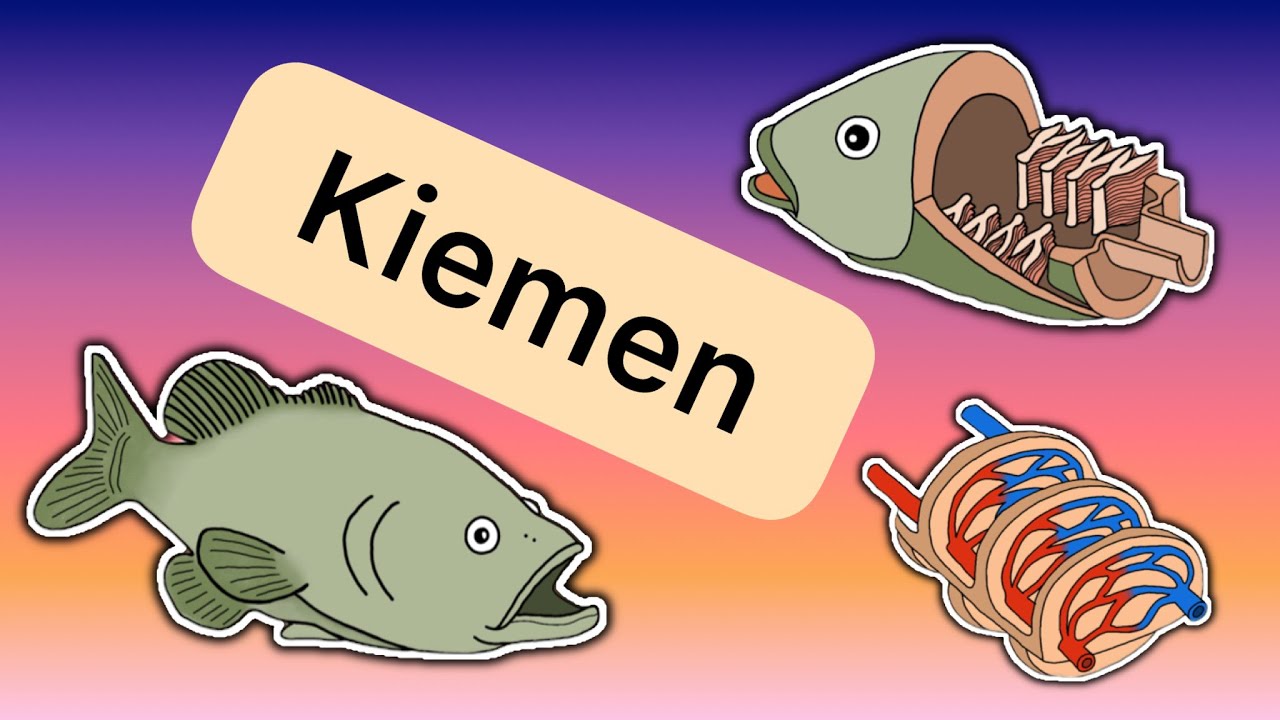 Die Kiemenatmung